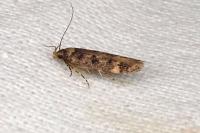 Bryotropha