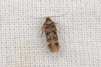 Bryotropha