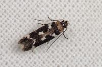 Caryocolum tischeriellum