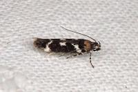Caryocolum tischeriellum