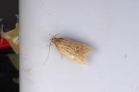 Helcystogramma lutatella