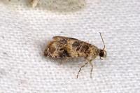 Lobesia botrana