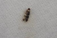 Oegoconia