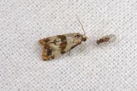 Phalonidia contractana
