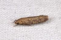 Platyedra subcinerea