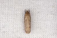 Platyedra subcinerea