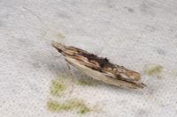 Ypsolopha scabrella