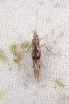 Ypsolopha scabrella