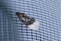 Apotomis betuletana