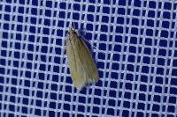 Helcystogramma rufescens