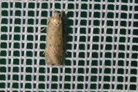 Bryotropha terrella