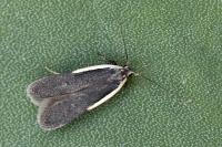 Nothris lemniscellus