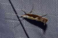 Ypsolopha dentella
