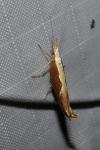 Ypsolopha dentella