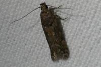 Teleiopsis diffinis