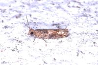Crocidosema plebejana