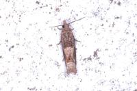 Crocidosema plebejana