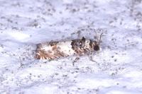 Epinotia thapsiana