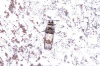Epinotia thapsiana