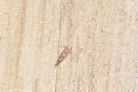 Phyllonorycter
