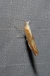 Argyresthia albistria