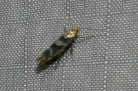 Argyresthia goedartella