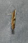 Argyresthia gr. pruniella