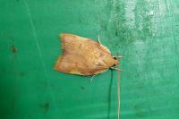 Carcina quercana