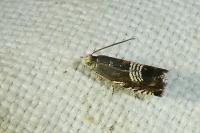 Grapholita compositella