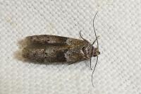 Blastobasis glandulella
