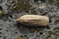 Agonopterix pallorella