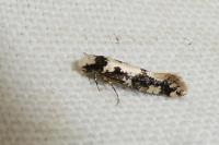 Neurothaumasia ankerella