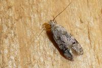 Altenia scriptella