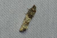 Phaneta pauperana