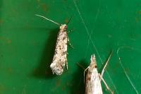 Nemapogon