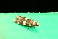 Oegoconia