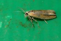 Eucosma