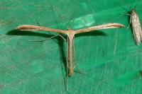 Emmelina monodactyla