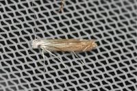 Isophrictis