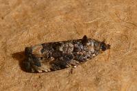 Endothenia