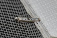 Yponomeuta plumbella
