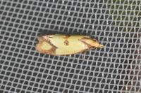 Agapeta zoegana