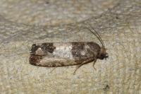 Spilonota ocellana