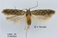 Scrobipalpa nitentella