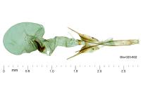 Scrobipalpa nitentella