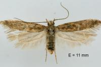 Scrobipalpa salinella