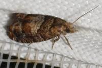 Epinotia pusillana