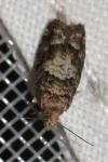 Epinotia pusillana