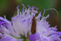 Nemophora metallica