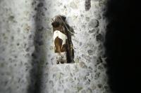 Epiblema foenella